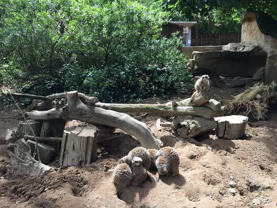 Animals at Newquay zoo, Cornwall enjoying the sun