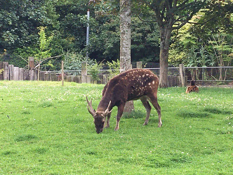 An animal grazing on grass at Newquay zoo, Cornwall