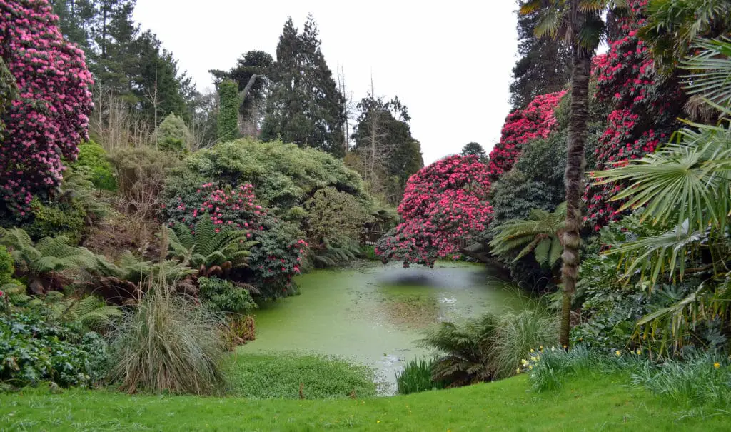 Lost gardens of heligan, flowers growing around a large pond, things to do near Mevagissey