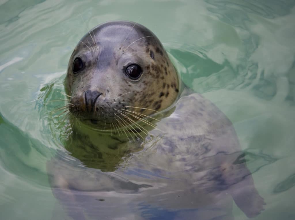 a seal at the cornish seal sanctuary