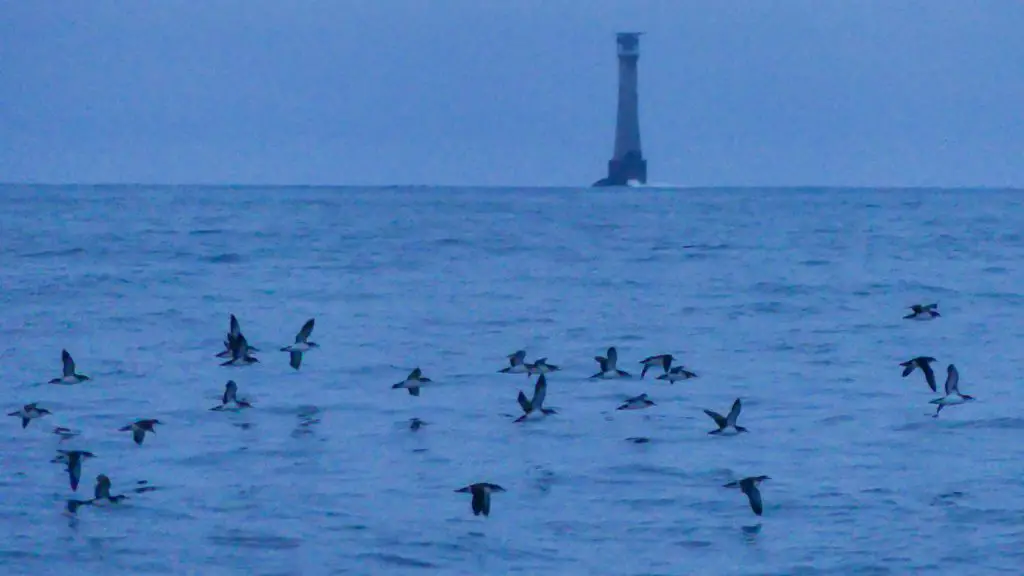 bishops rock lighthouse, sea, migrating birds